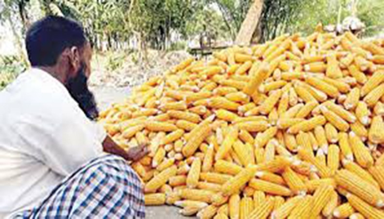 Op-ed in newagebd: Maize grains could be one of the export items