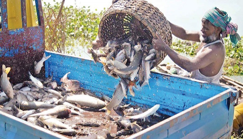 Nile Perch Invasive Species