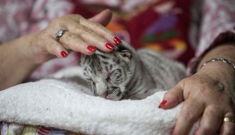 This Adorable Newborn White Bengal Tiger Is the First to Be Born in  Nicaragua
