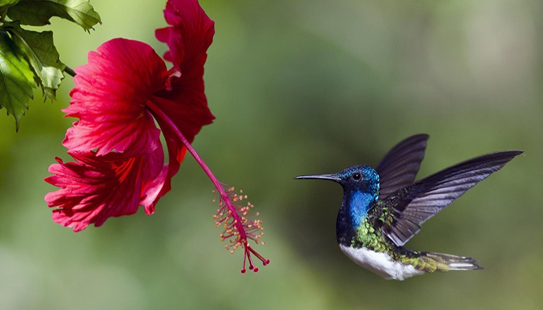 New Age | The hummingbird and the hibiscus