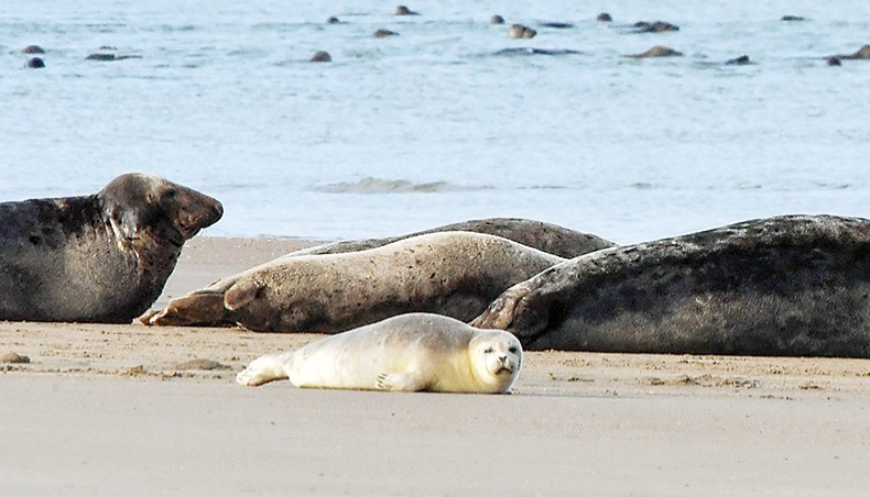 Dozens Of Whales Strand At Notorious Nz Bay