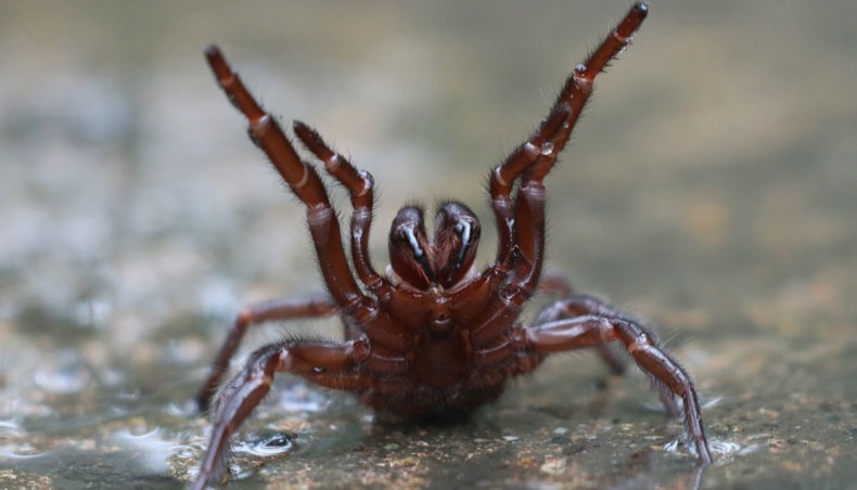 Australians Warned Of Deadly Spider ‘plague’ After Floods