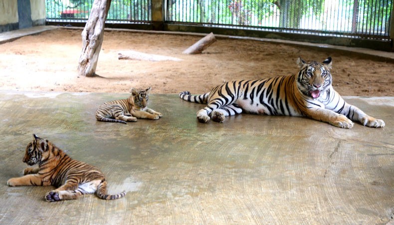 Mirpur Zoo introduces 2 tiger cubs to visitors