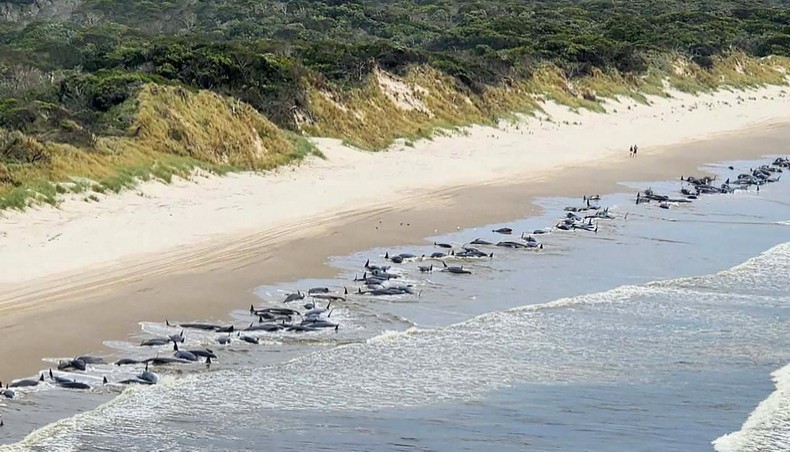 Volunteers working to save nearly 100 beached whales in Australia, but more  than half have died