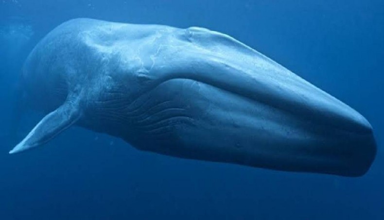 New Age | Blue whales eat 10 million pieces of microplastic a day, says ...