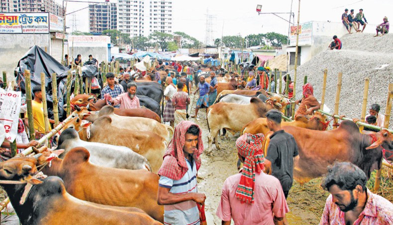 New Age | Huge supply fails to tame city cattle markets