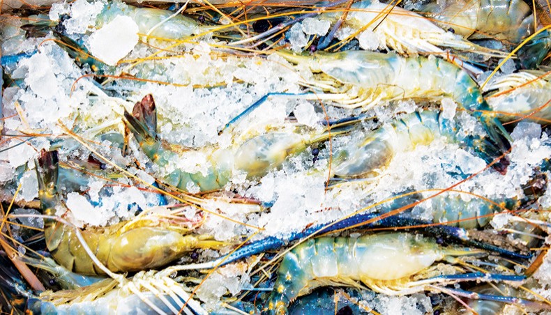 New Age | Fish exports dip by 21pc in FY23