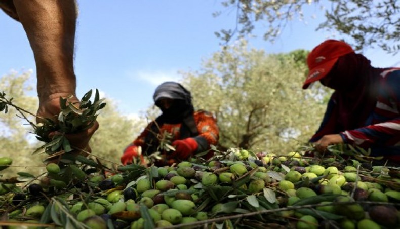 Farmers in South Lebanon brave Israeli fire to harvest olives