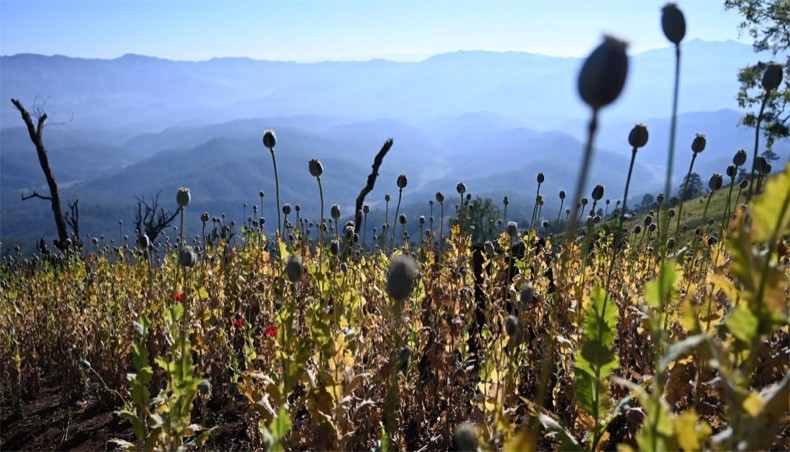 New Age | Myanmar overtakes Afghanistan as world’s biggest opium ...